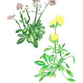 2. PlantesHyperaccumulatrices