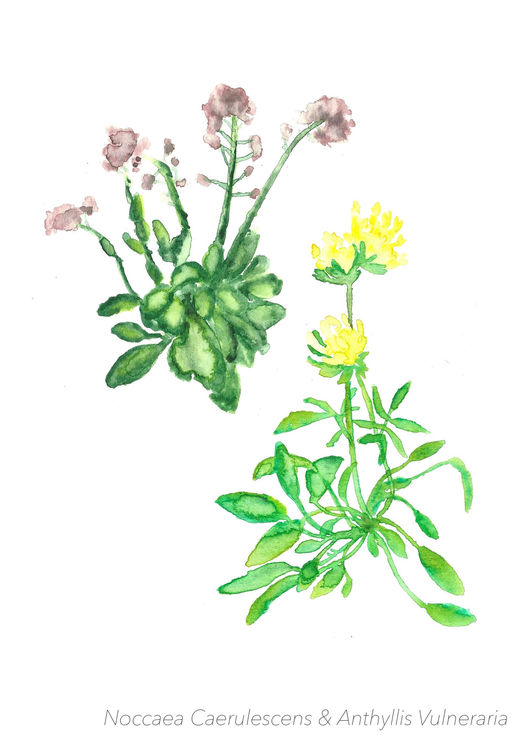 2. PlantesHyperaccumulatrices