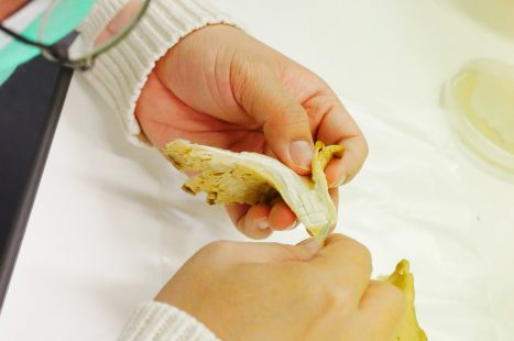 BIOFABRIC-EnaMoMa-30