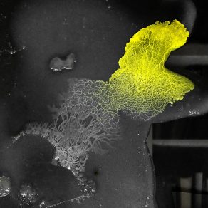Brice Ammar-Khodja, Blob Detection, 2019