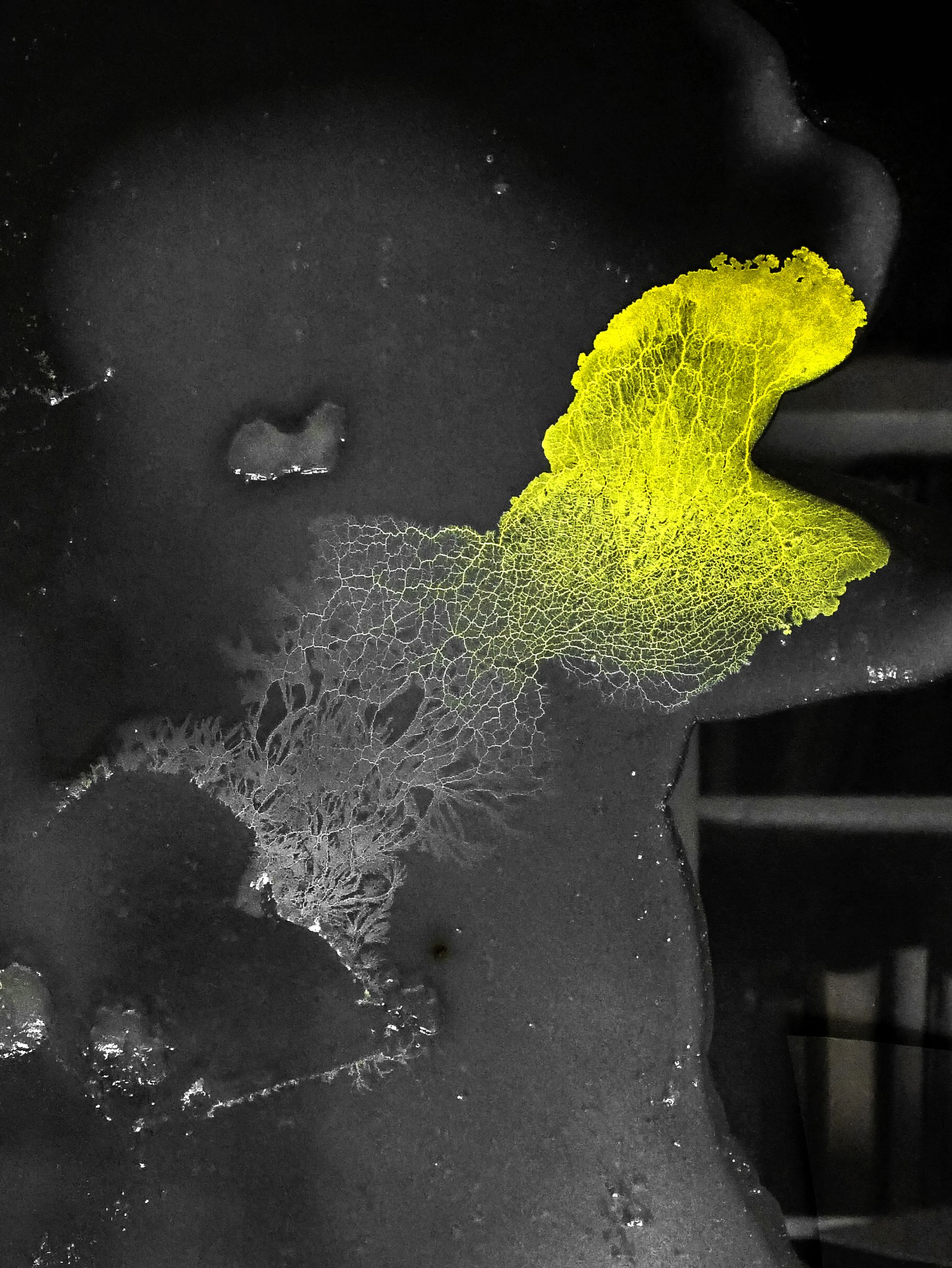 Brice Ammar-Khodja, Blob Detection, 2019